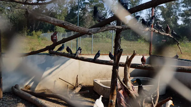 BRIGADA DE VIGILANCIA ANIMAL 5